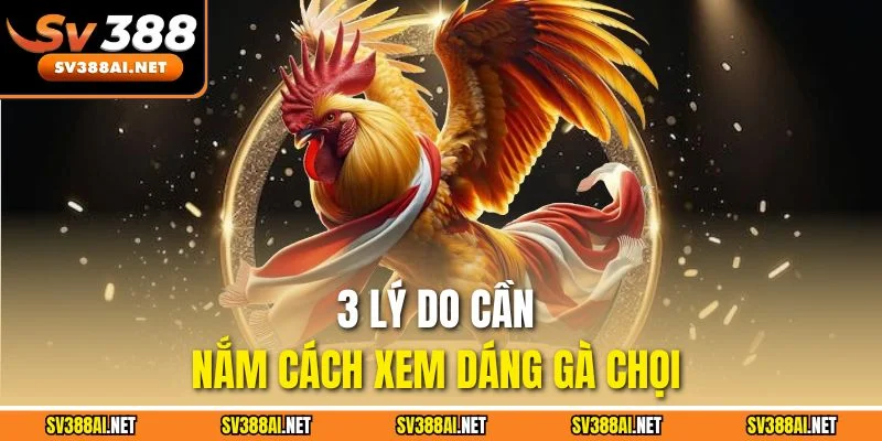 3 lý do cần nắm cách xem dáng gà chọi
