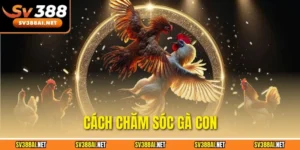 cách chăm sóc gà con