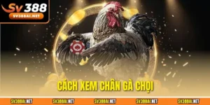 Cách xem chân gà chọi