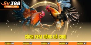 Cách xem dáng gà chọi