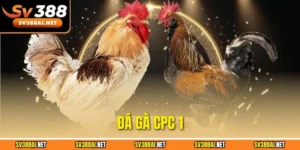 đá gà CPC 1