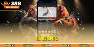 Đá gà CPC 2