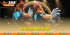 Đá gà cựa dao SV388