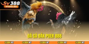 đá gà Đắk Puer 888