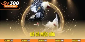 Đá gà mộc hóa