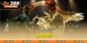 Đá gà Mỹ