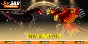 Đá gà Thomo SV388
