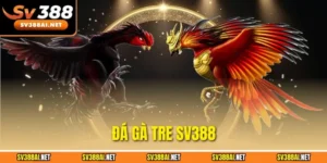 Đá gà tre SV388